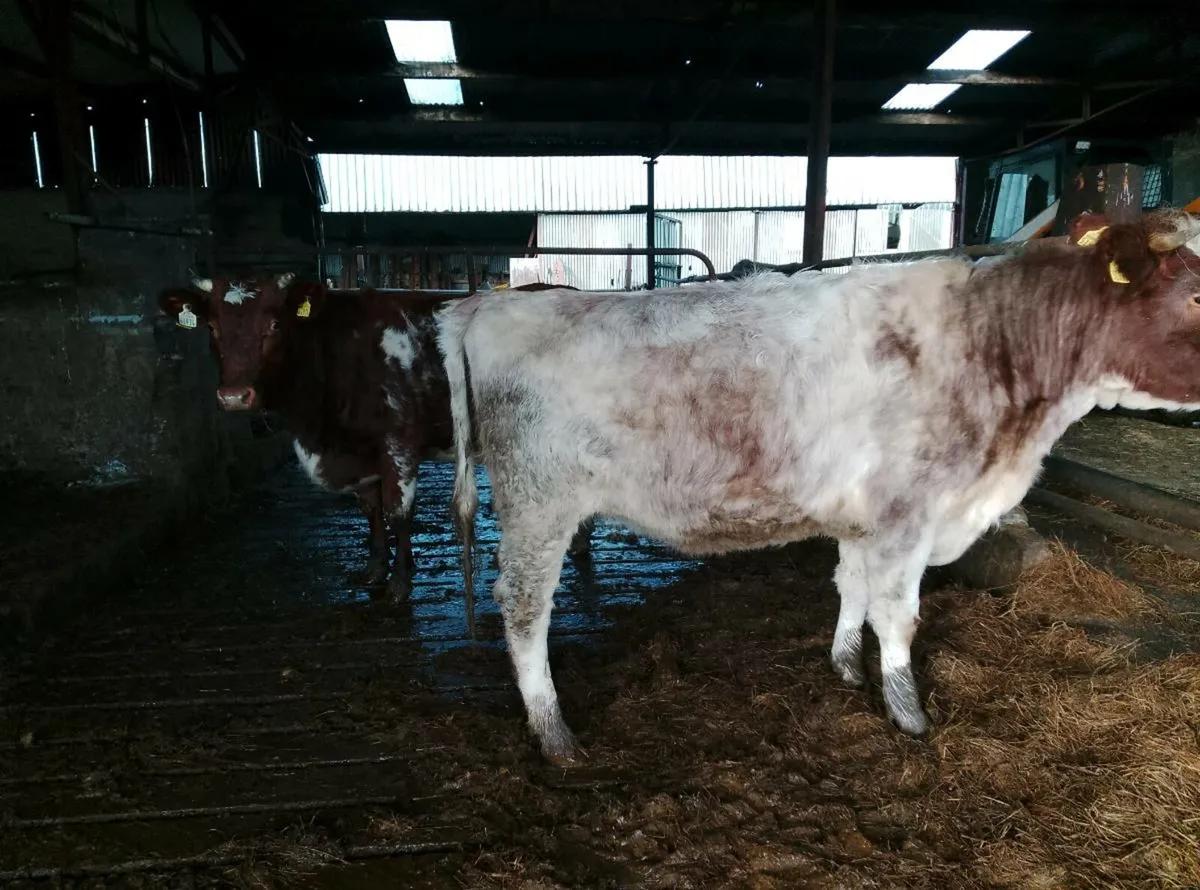 Dairy shorthorn organic heifers - Image 3