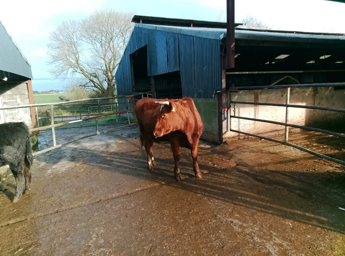 Dairy shorthorn organic heifers - Image 4