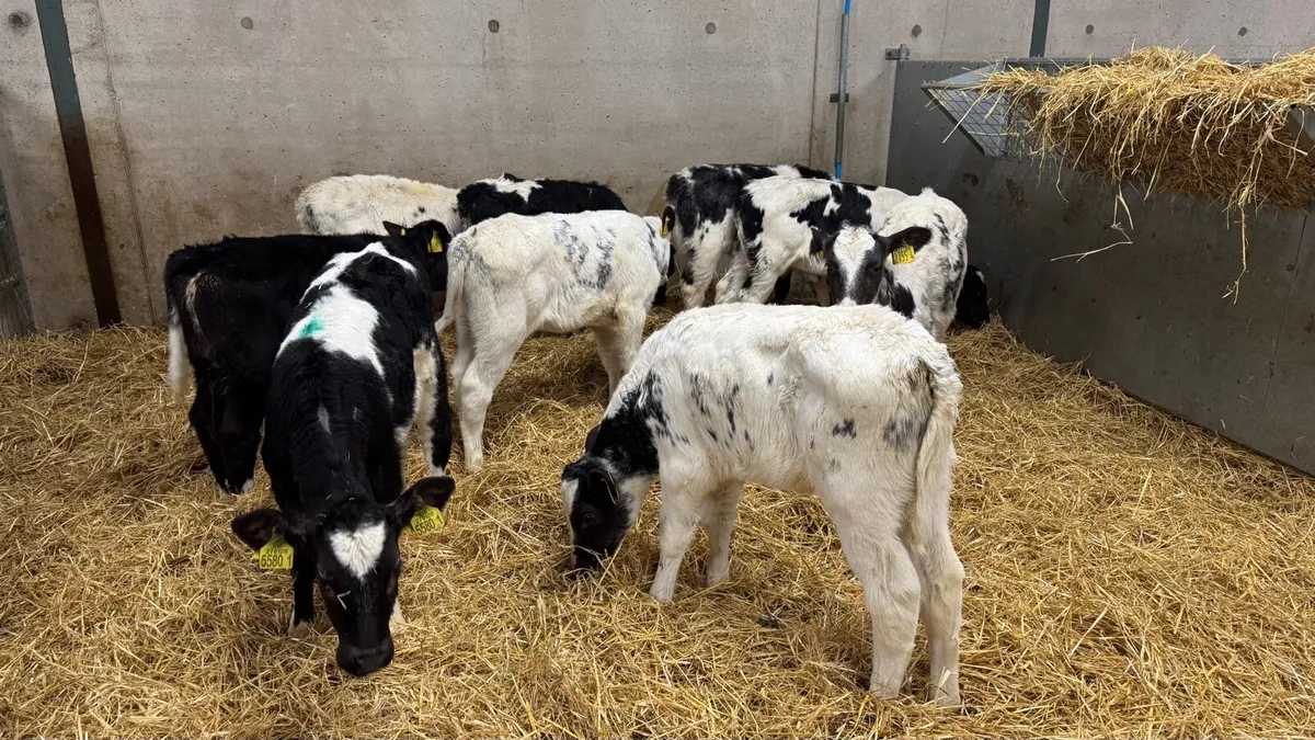 9 BB Heifers - Image 1
