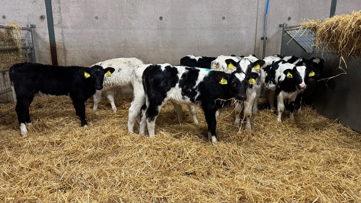 9 BB Heifers - Image 2
