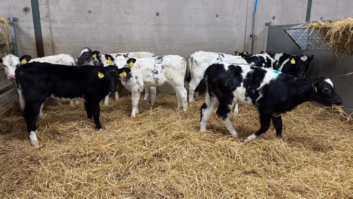 9 BB Heifers - Image 3