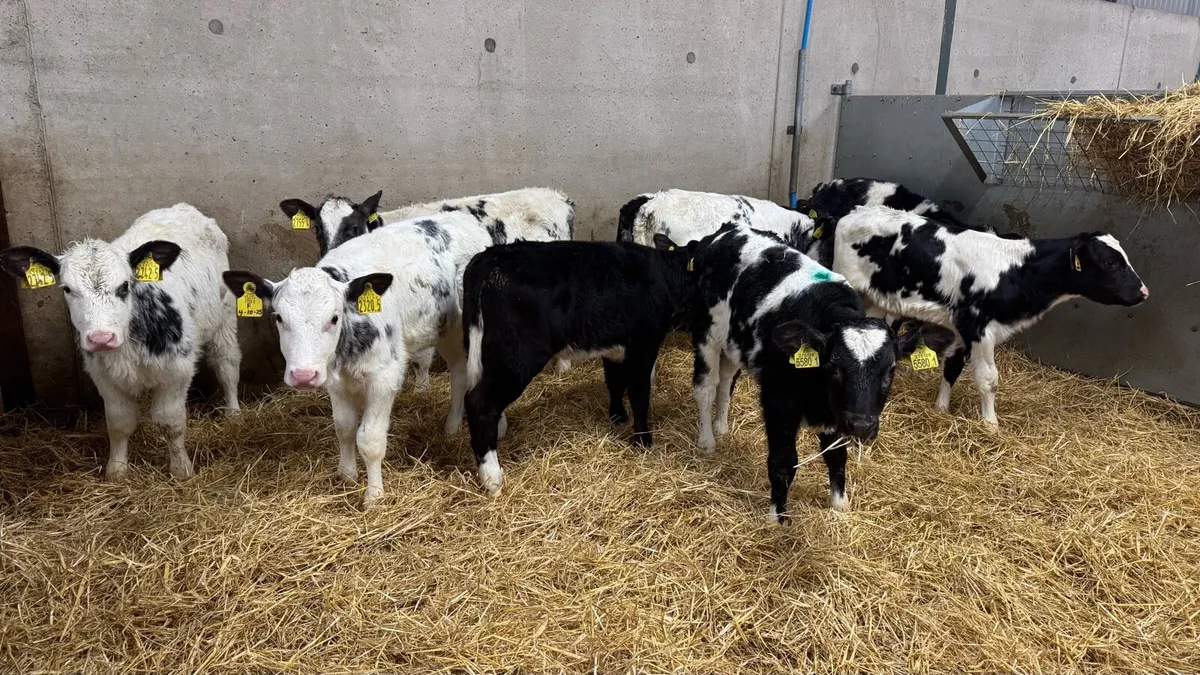 9 BB Heifers - Image 4