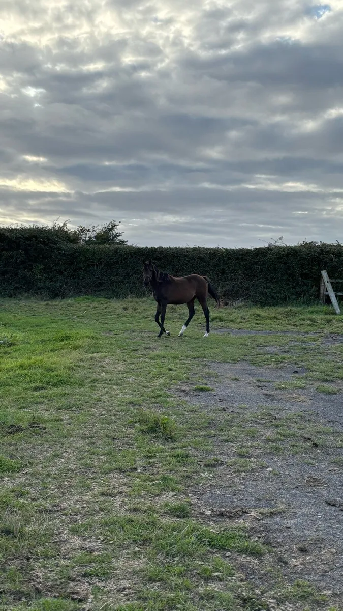Two tb yearlings - Image 4