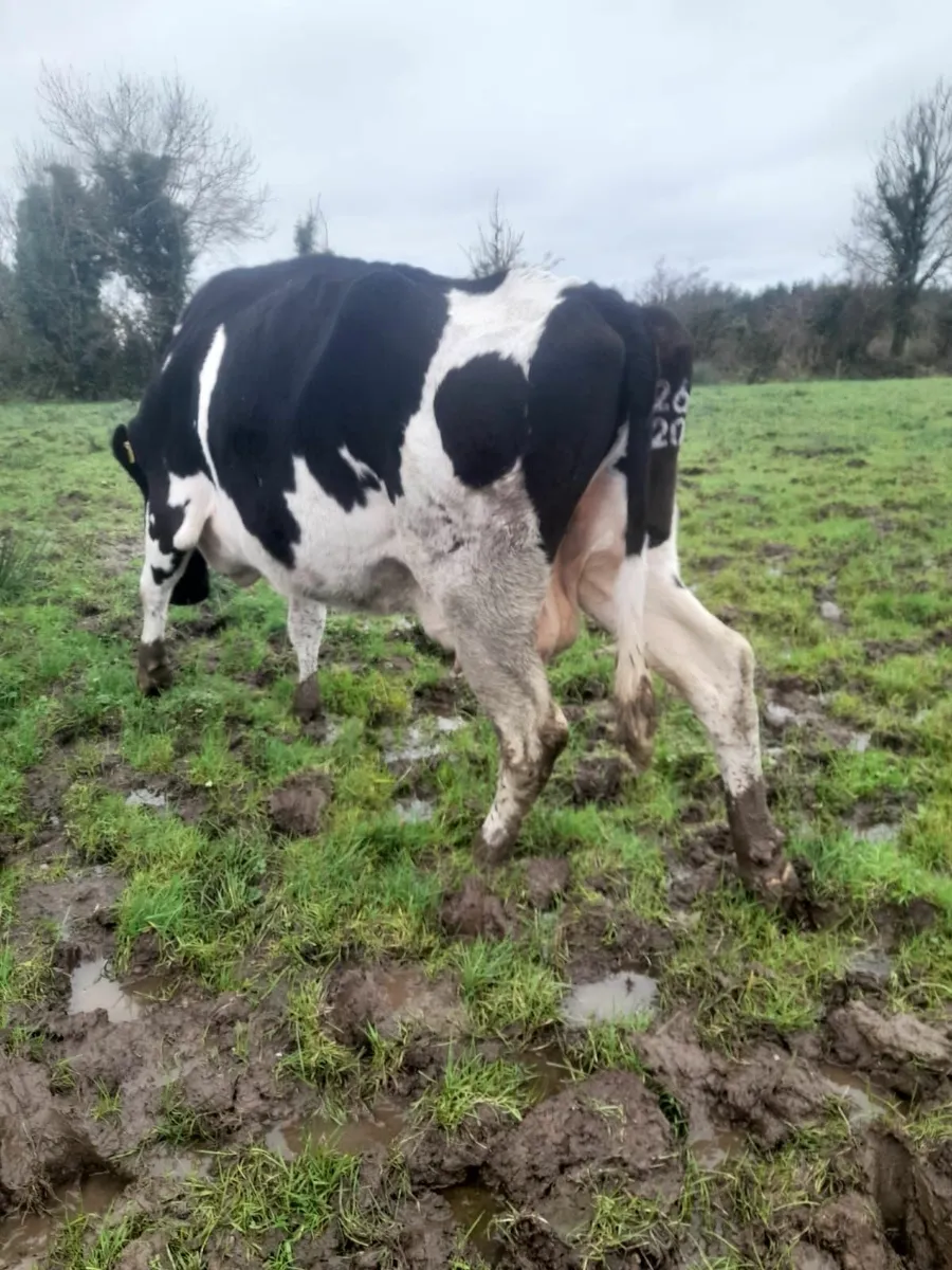 Organic dry cows - Image 1