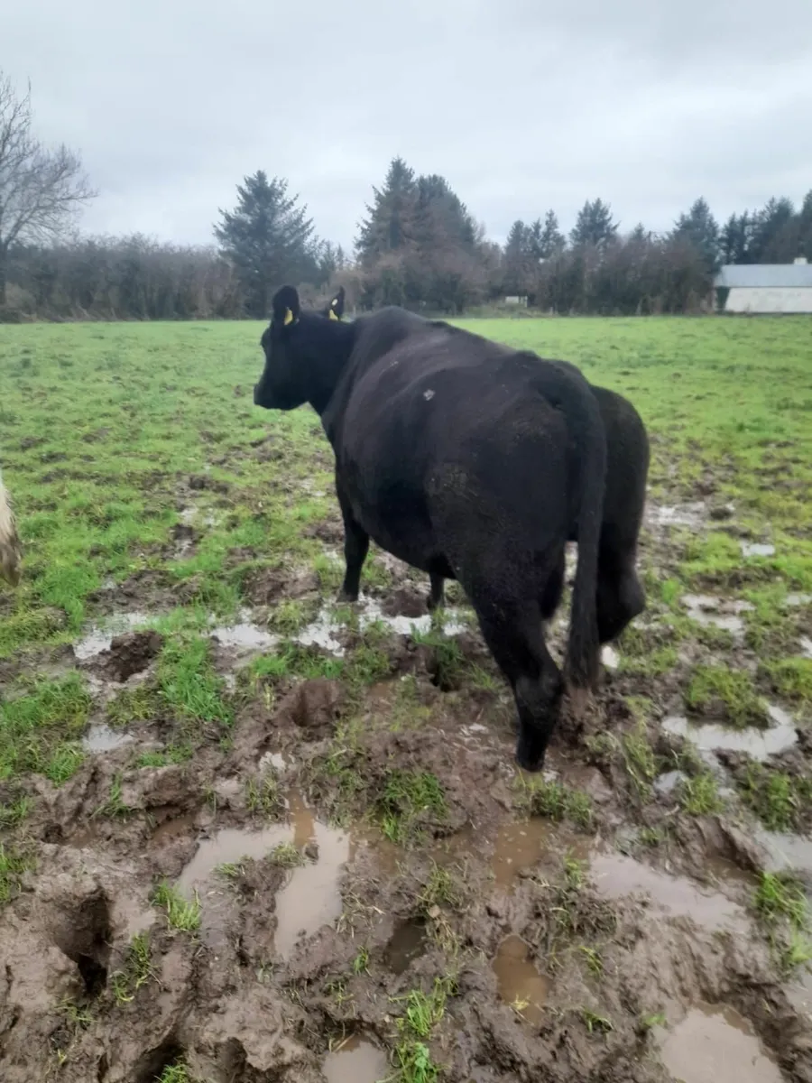 Organic dry cows - Image 2