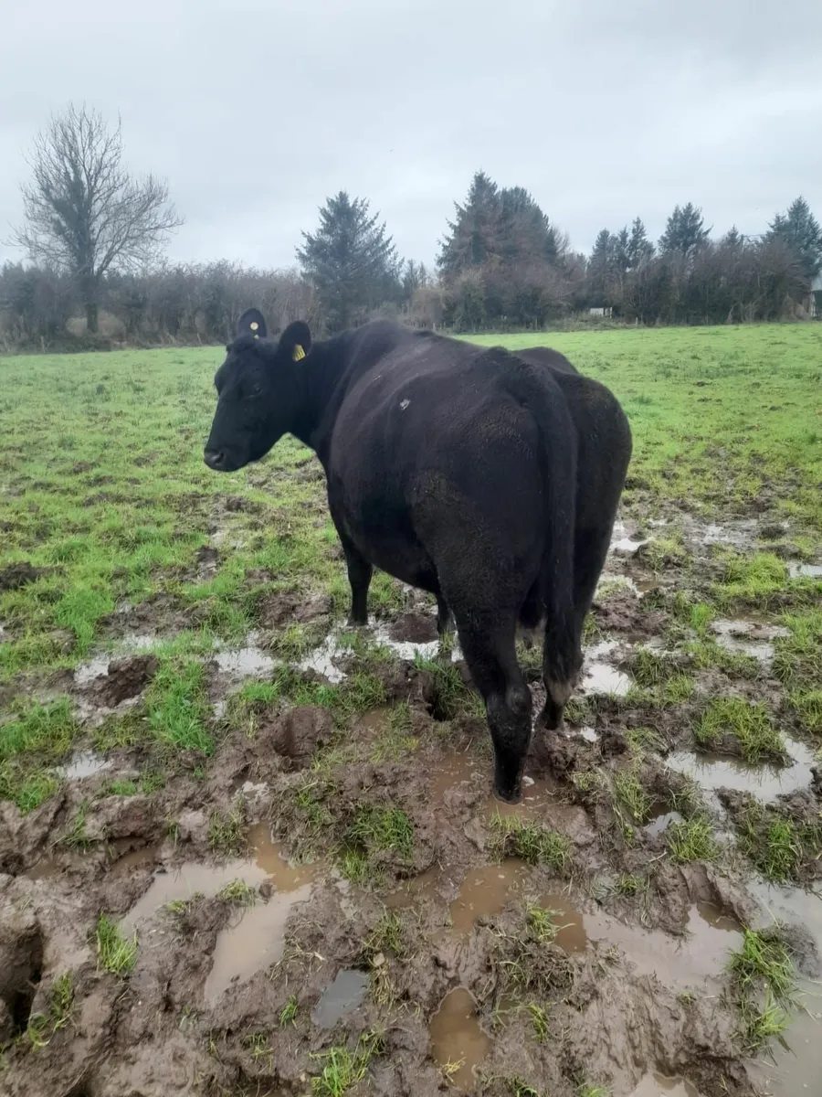 Organic dry cows - Image 3