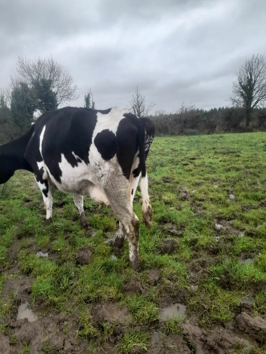 Organic dry cows - Image 4