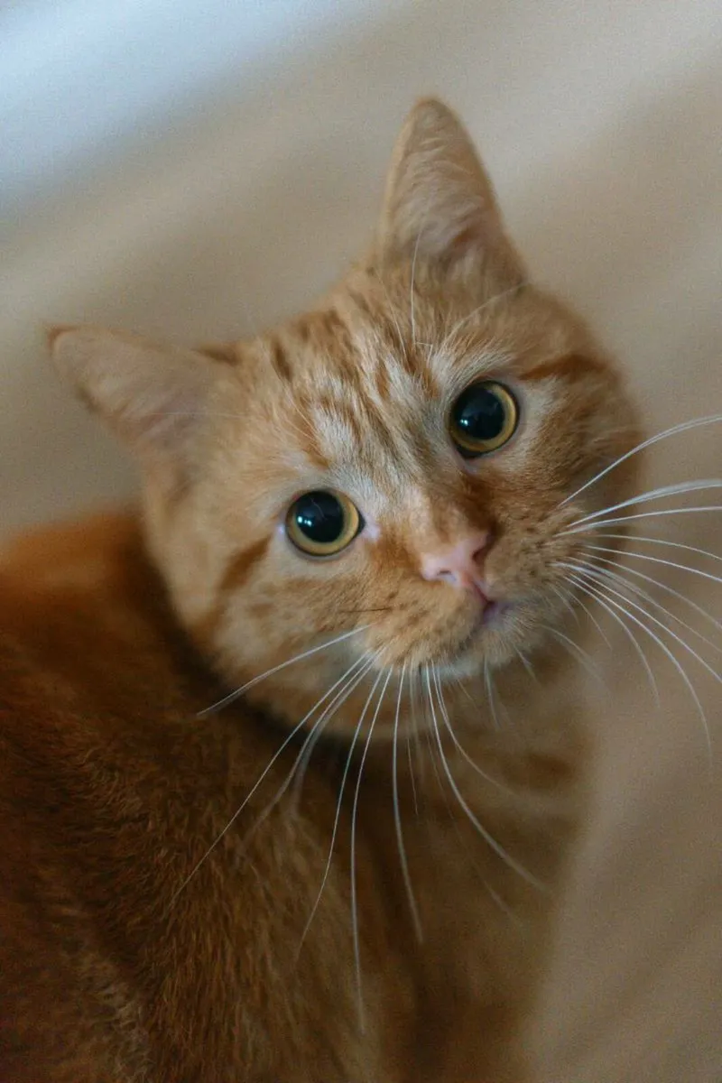 Ginger Cat Free To Good Home! - Image 4