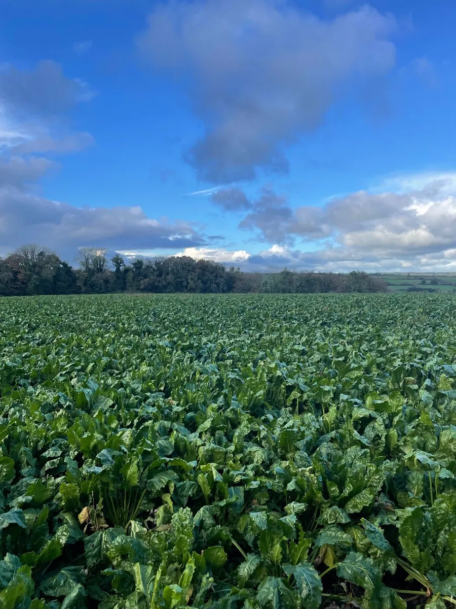 Fodder beet - Image 1