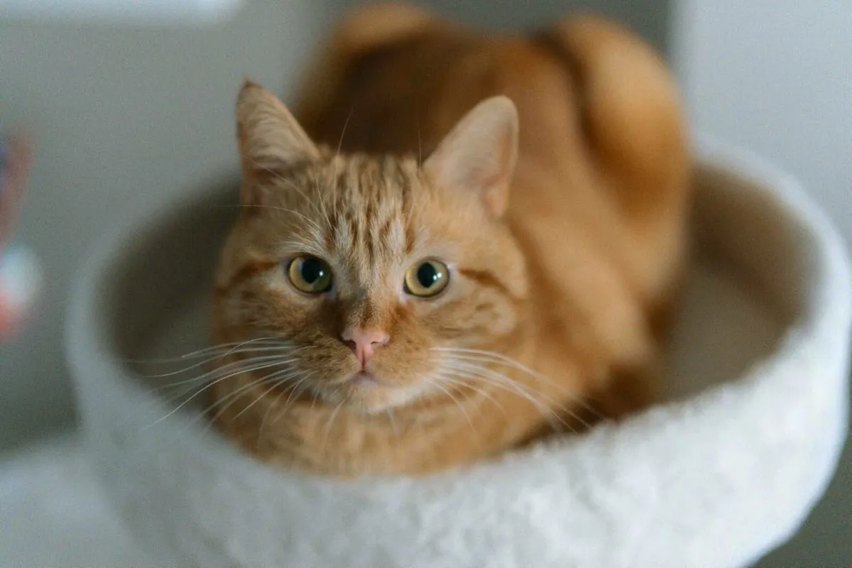 Ginger Cat Free To Good Home! - Image 1