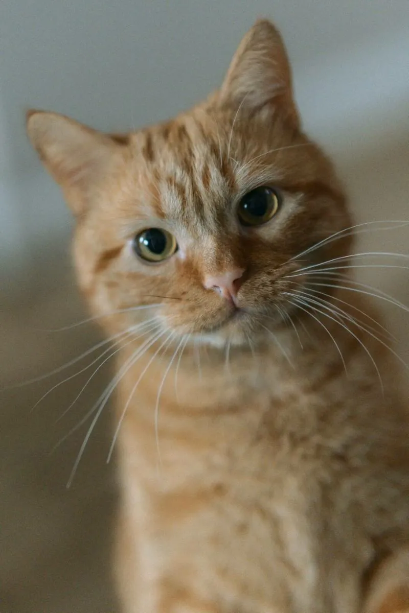 Ginger Cat Free To Good Home! - Image 2
