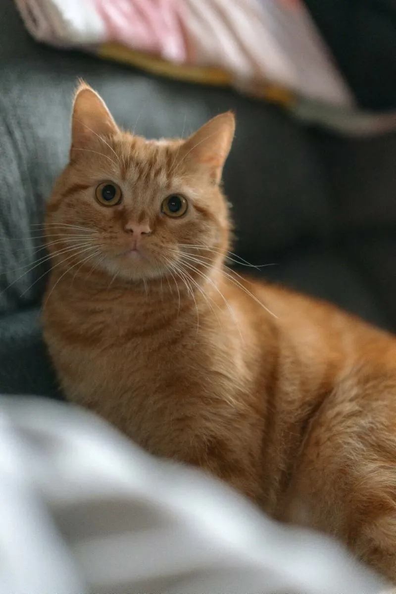 Ginger Cat Free To Good Home! - Image 3