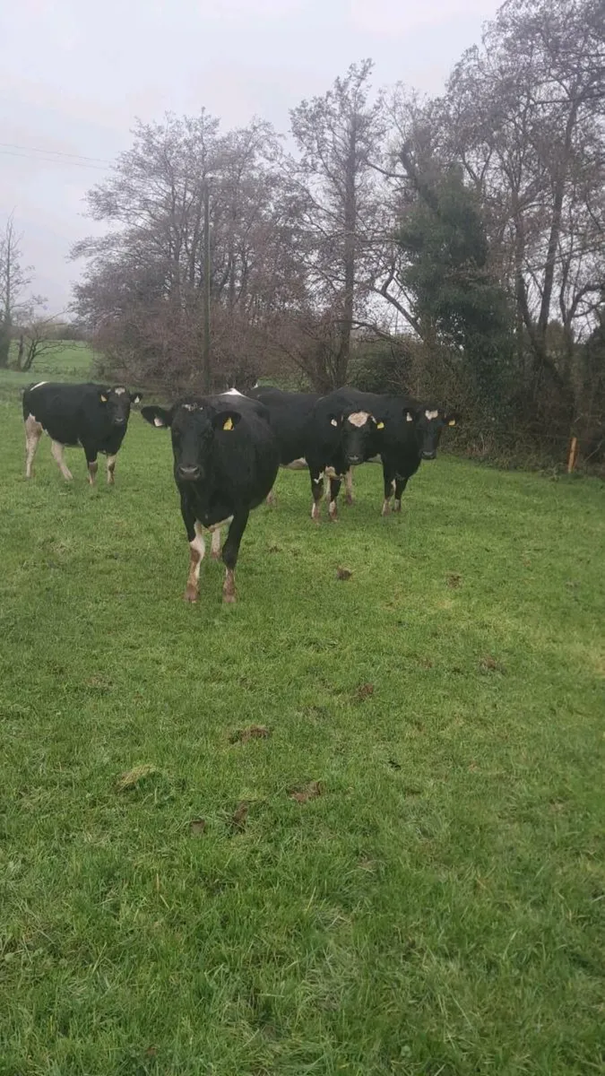 Incalf heifers - Image 1