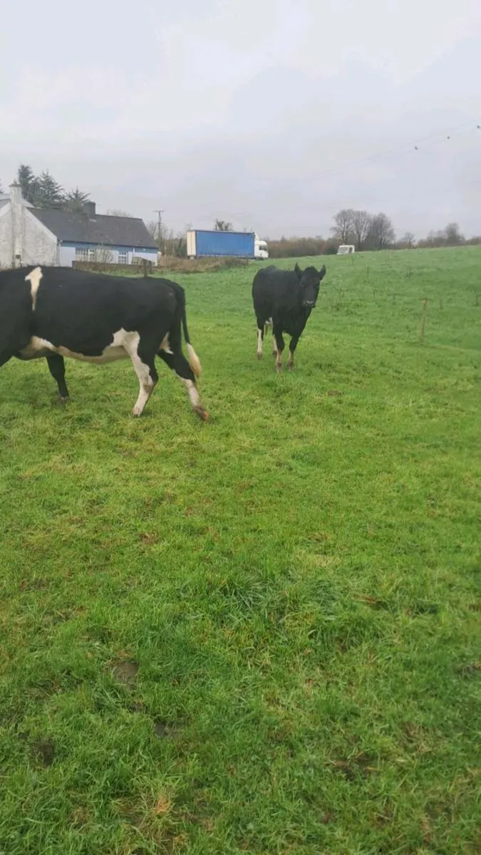 Incalf heifers - Image 2