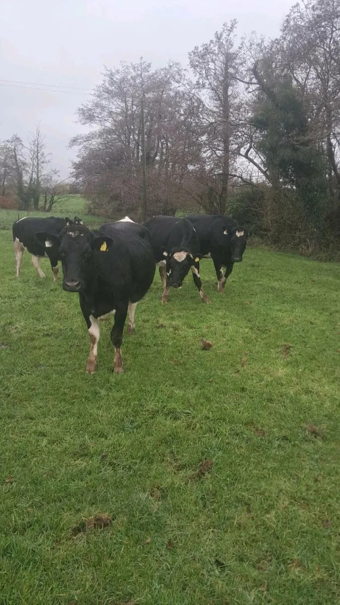 Incalf heifers - Image 3