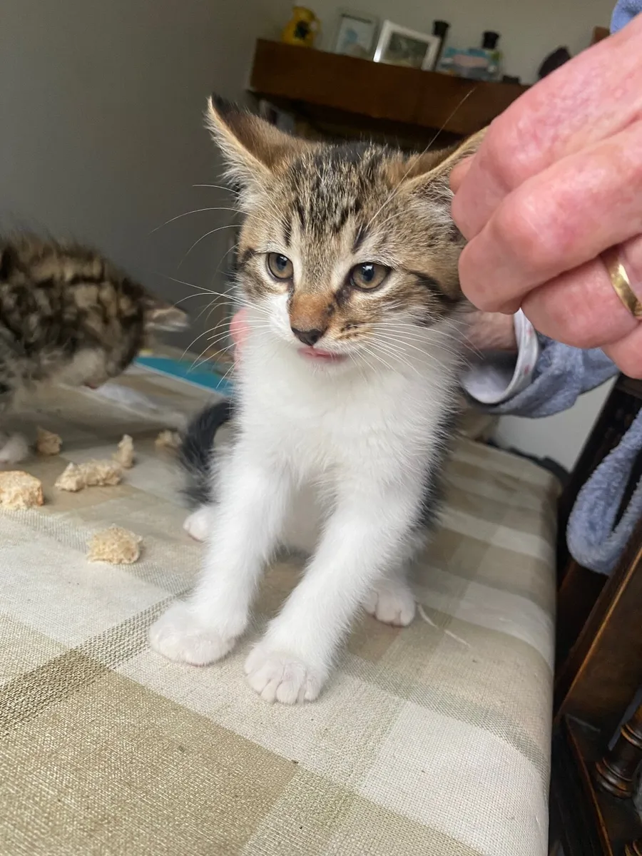 Kitten - Image 1