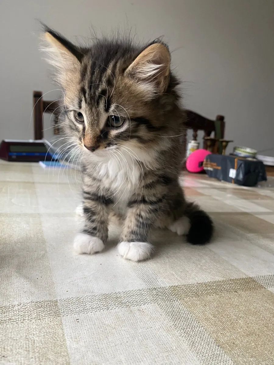 Kitten - Image 2