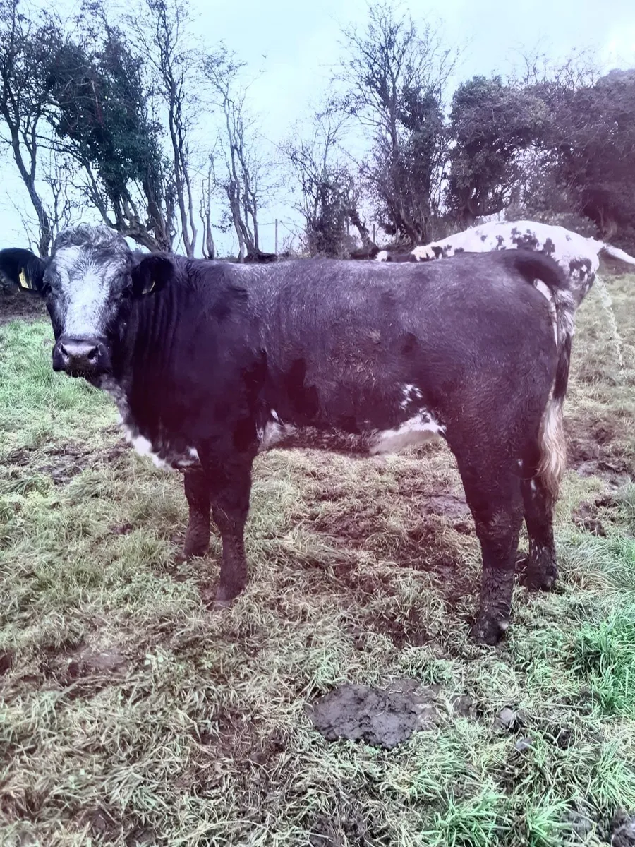 Lim x BB Heifer -cow maker - Image 1