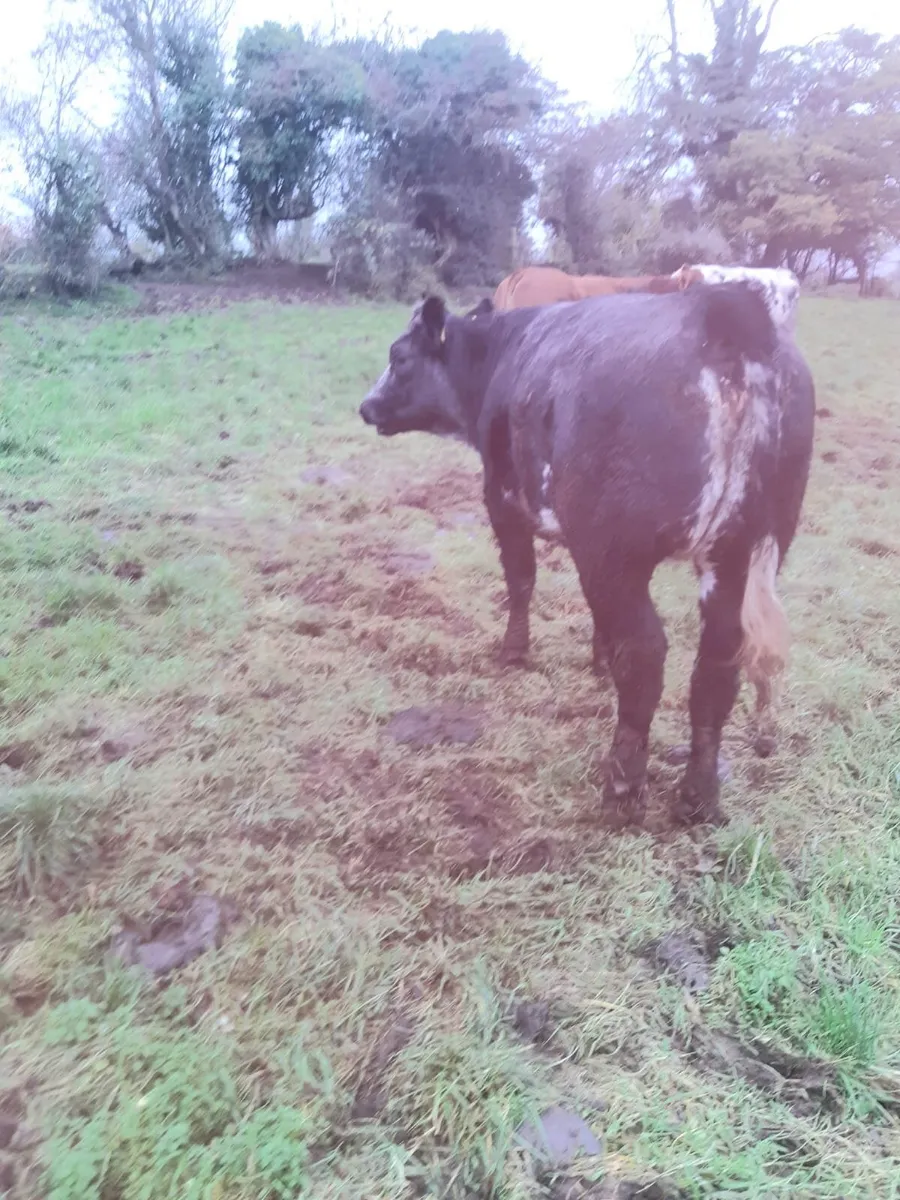 Lim x BB Heifer -cow maker - Image 2