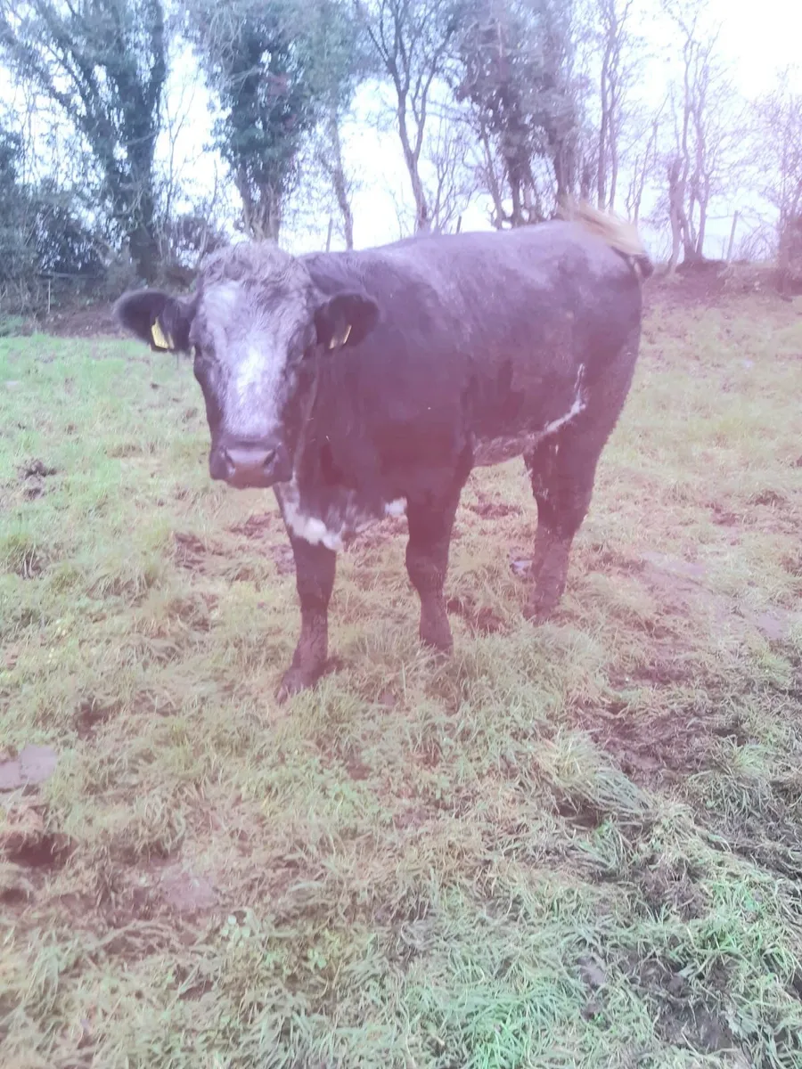 Lim x BB Heifer -cow maker - Image 3