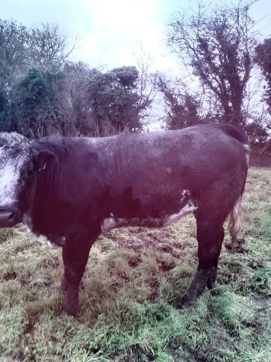 Lim x BB Heifer -cow maker - Image 4