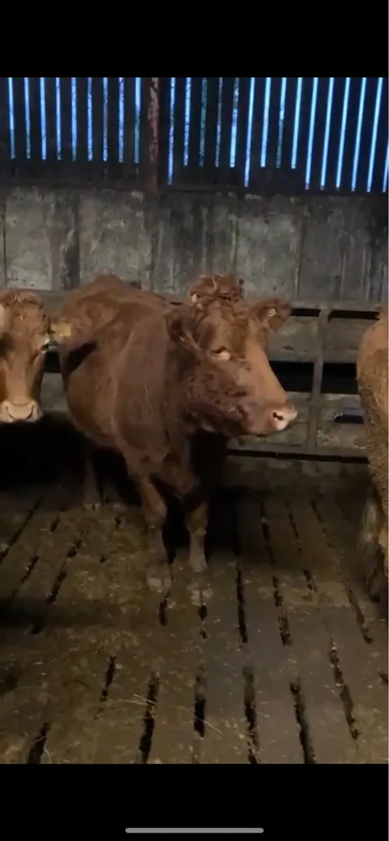 Ballybay Mart Friday Evening 21st Suckler Sale - Image 1