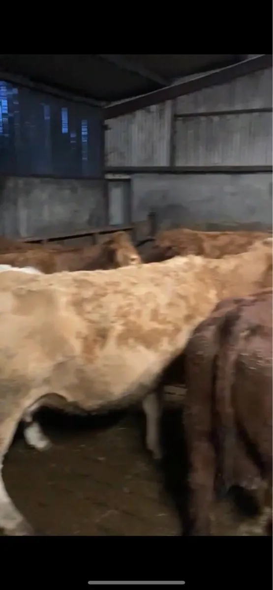 Ballybay Mart Friday Evening 21st Suckler Sale - Image 2