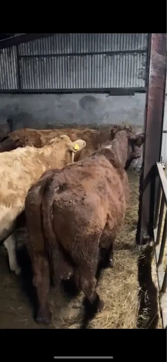 Ballybay Mart Friday Evening 21st Suckler Sale - Image 3