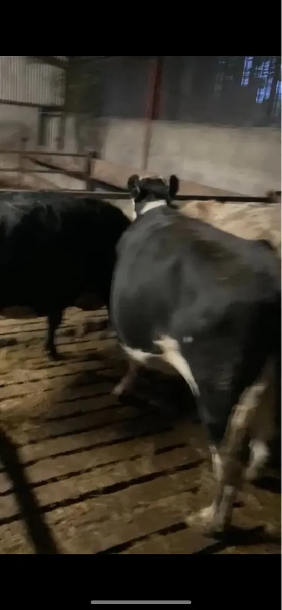 Ballybay Mart Friday Evening 21st Suckler Sale - Image 4