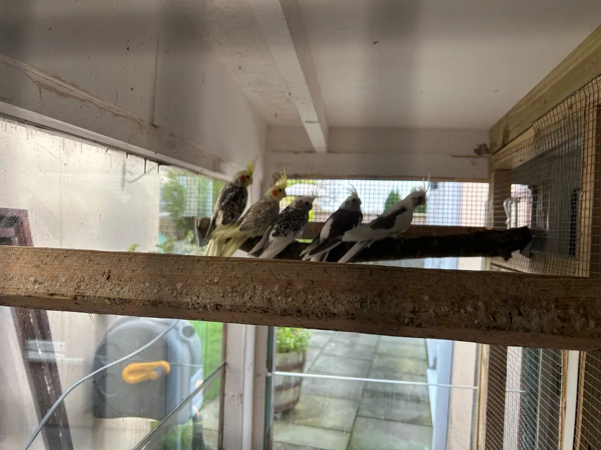 Cockatiels - Image 1