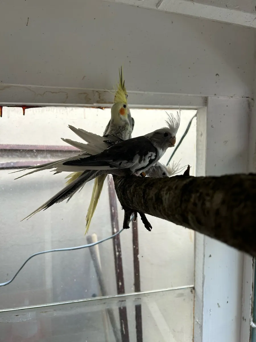 Cockatiels - Image 2