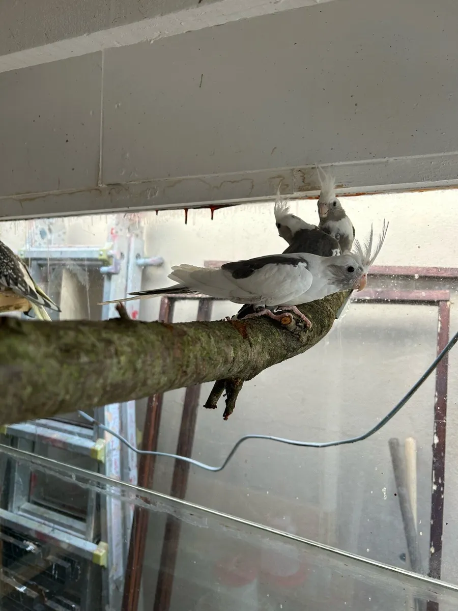 Cockatiels - Image 3