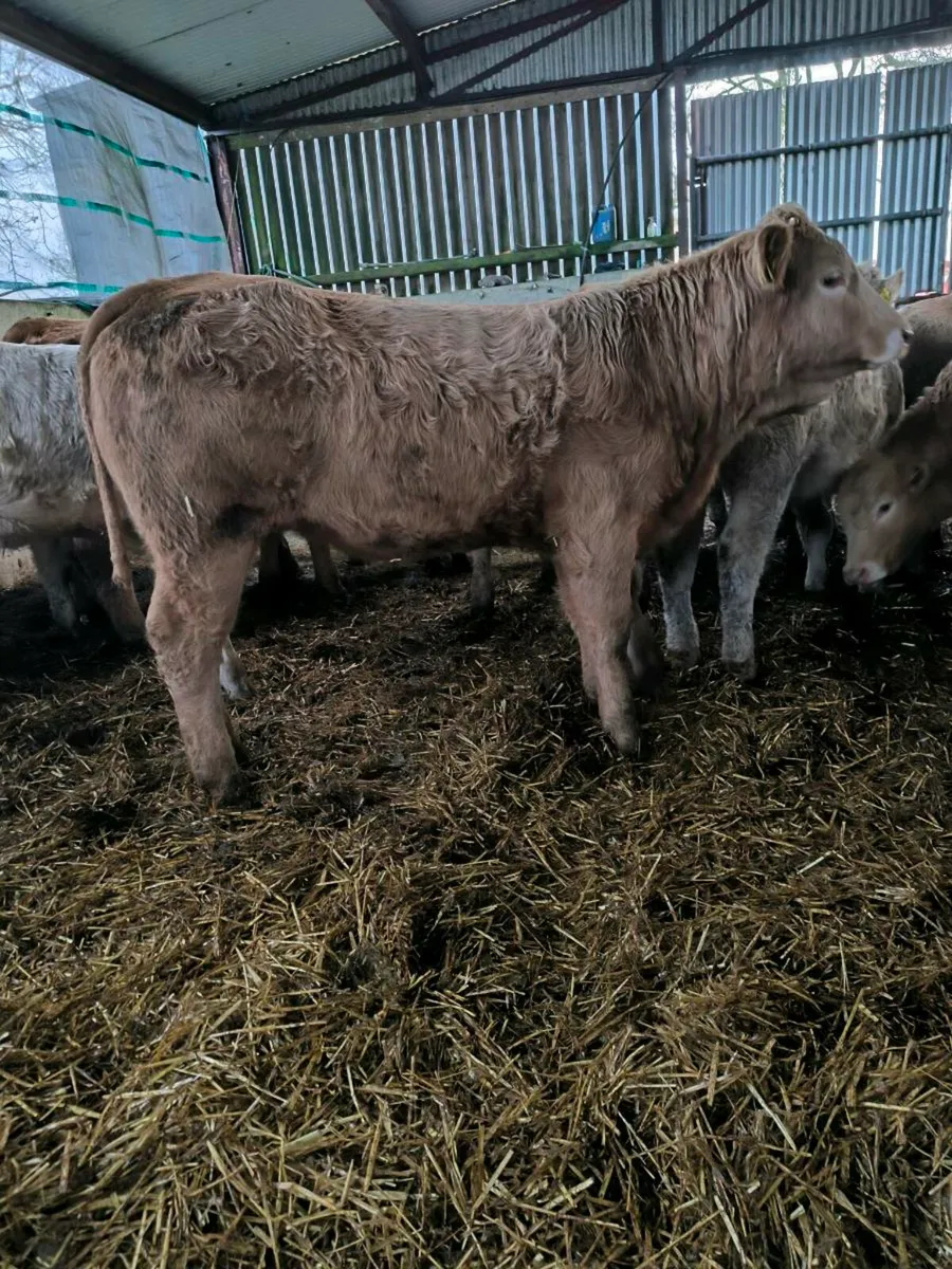 Weanling heifers organic - Image 1