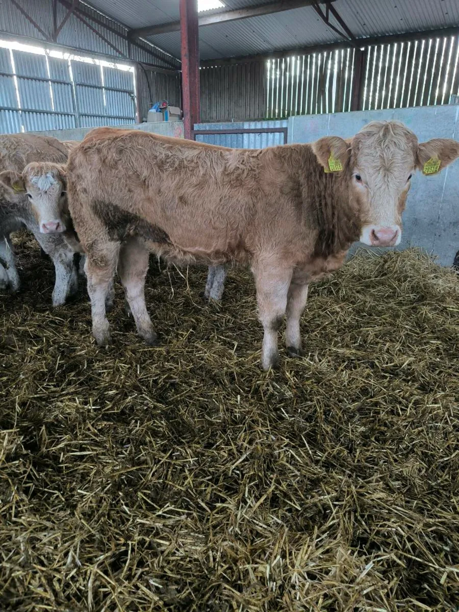 Weanling heifers organic - Image 2