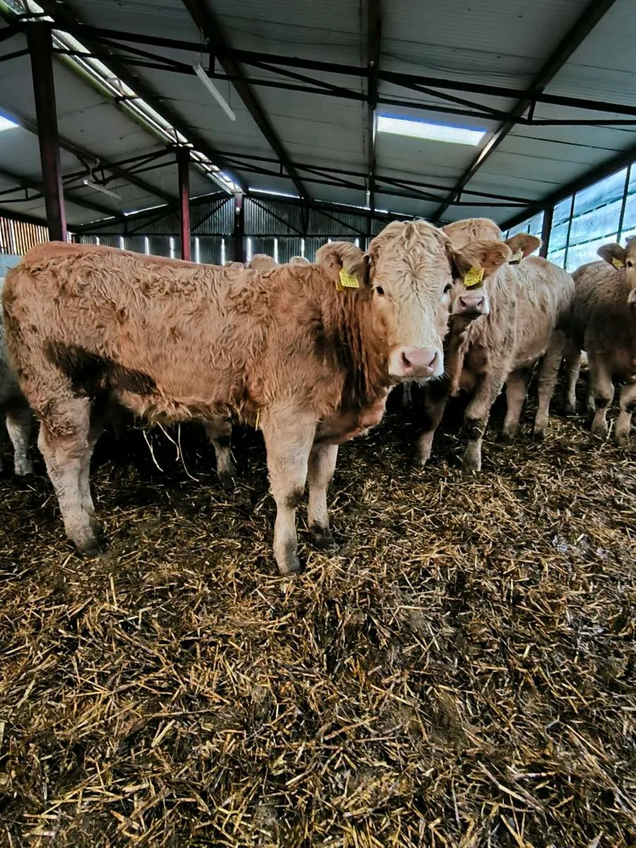 Weanling heifers organic - Image 3