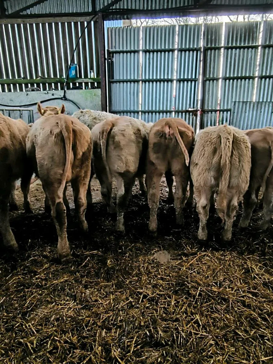 Weanling heifers organic - Image 4