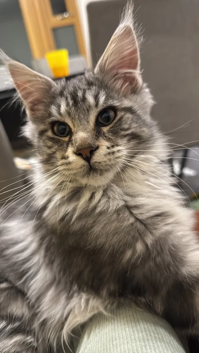 Maine coon kitten - Image 2