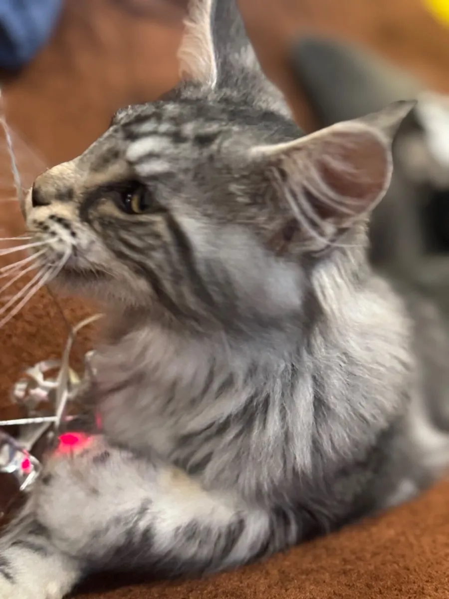 Maine coon kitten - Image 3