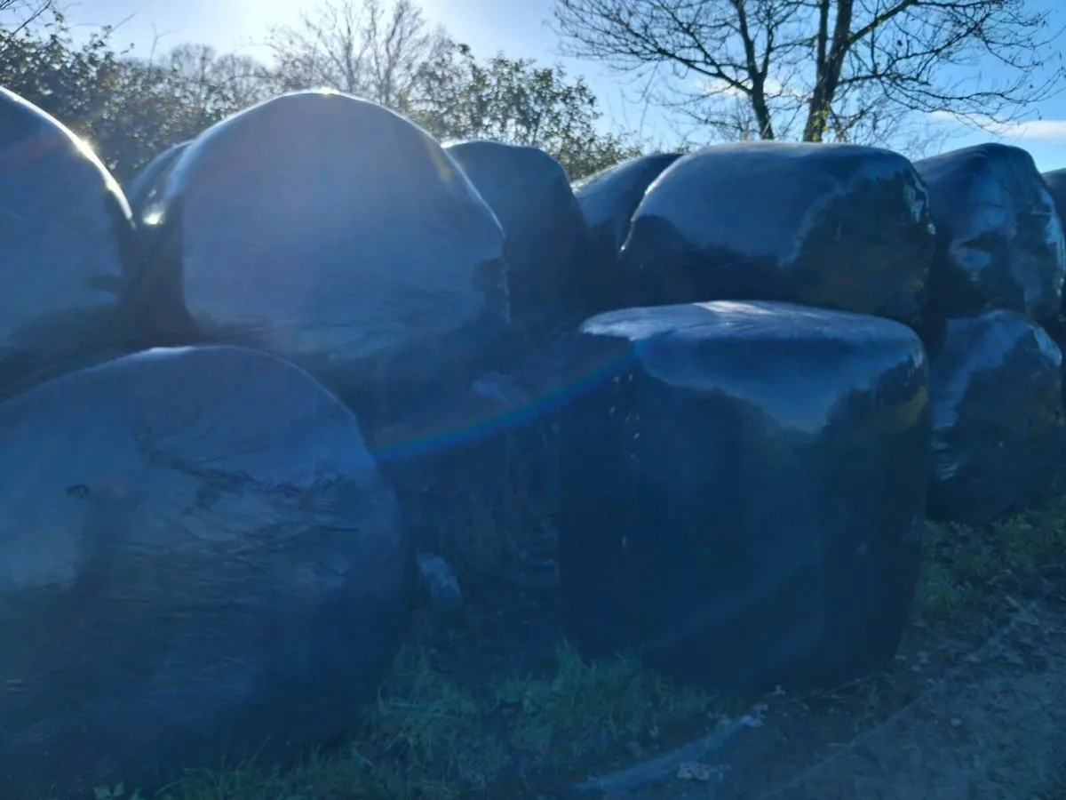 Silgae for sale - Image 1