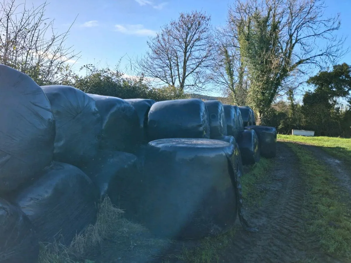 Silgae for sale - Image 2