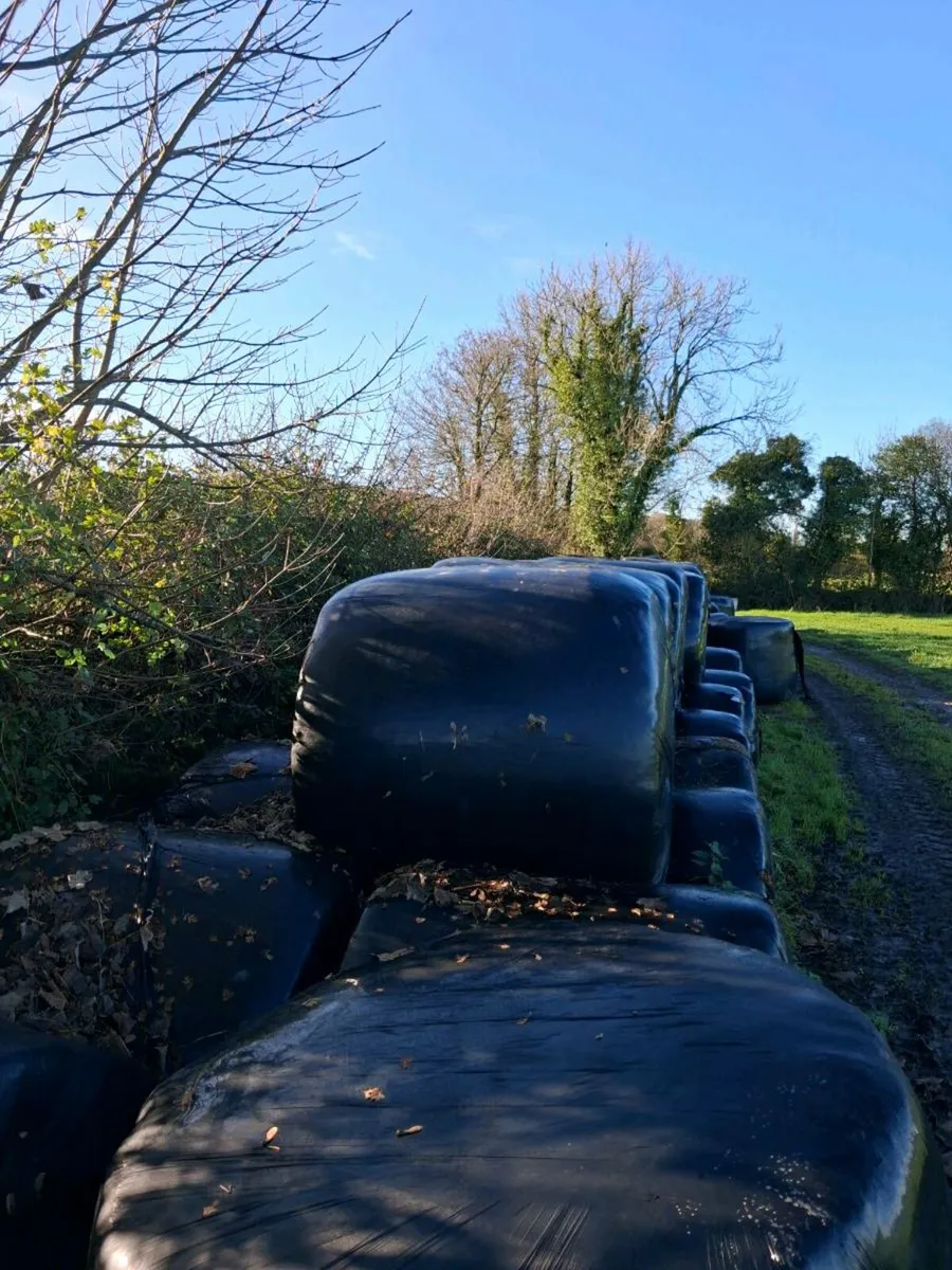 Silgae for sale - Image 3