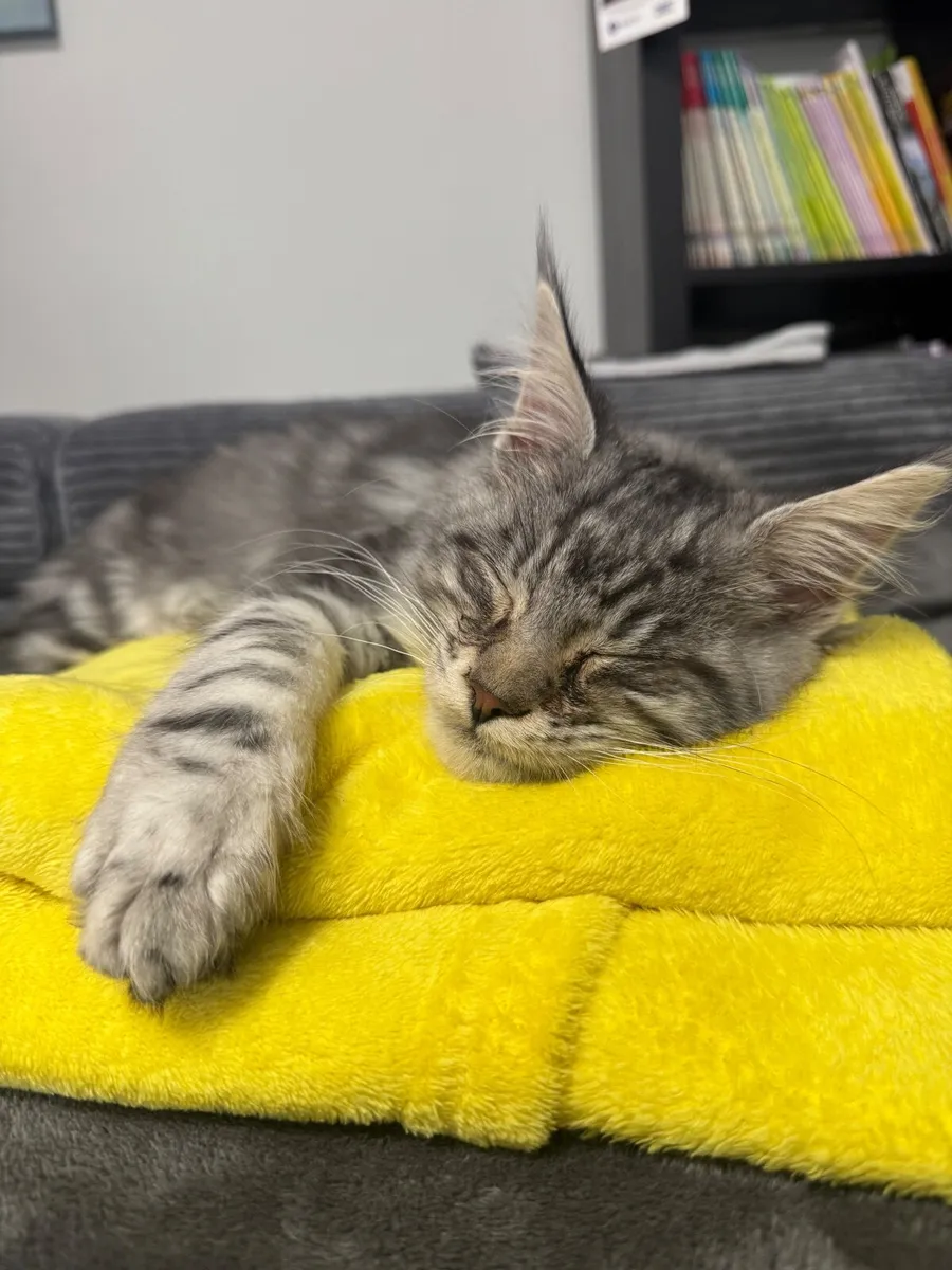 Maine coon kitten - Image 1