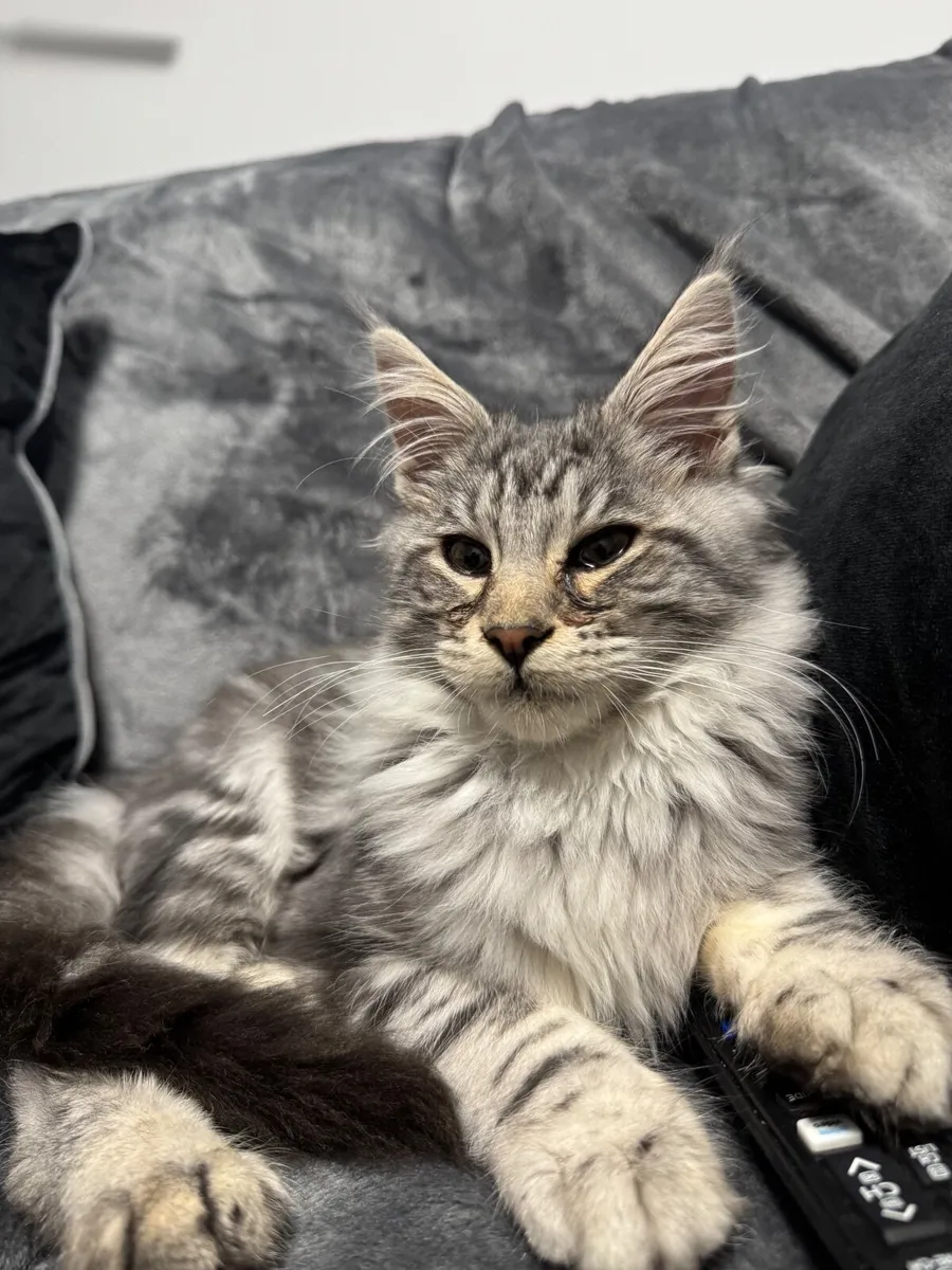 Maine coon kitten - Image 4