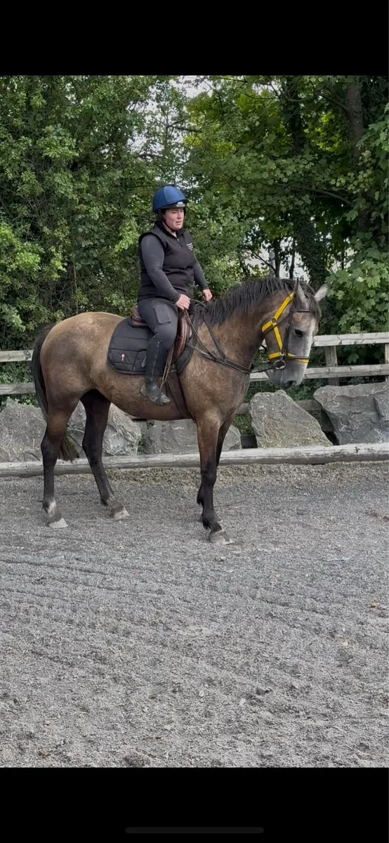 Full draught filly - Image 1