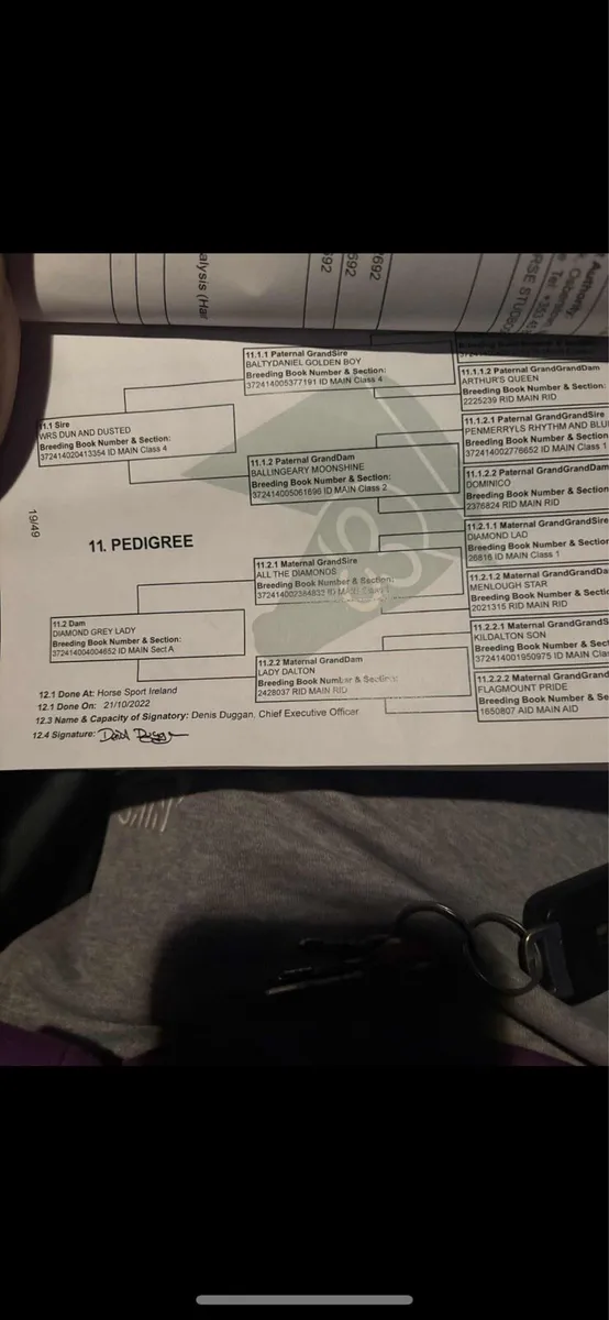 Full draught filly - Image 2