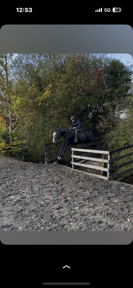 Full draught filly - Image 3