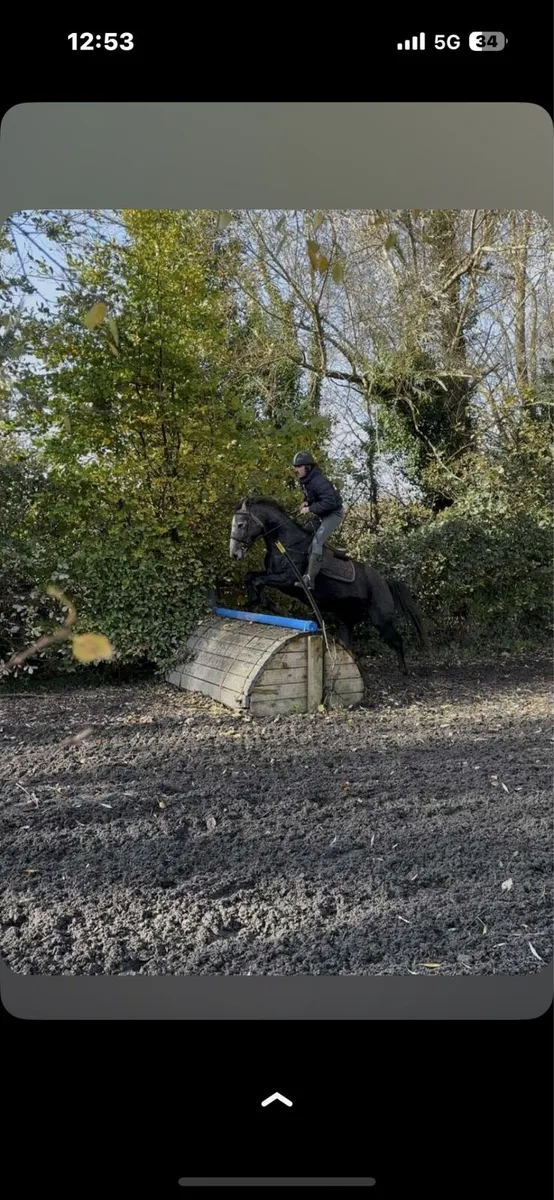 Full draught filly - Image 4