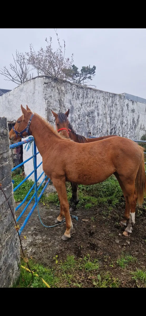 Yearling Sports Filly - Image 2