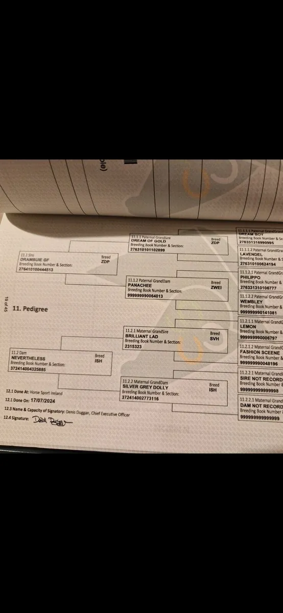 Yearling Sports Filly - Image 3
