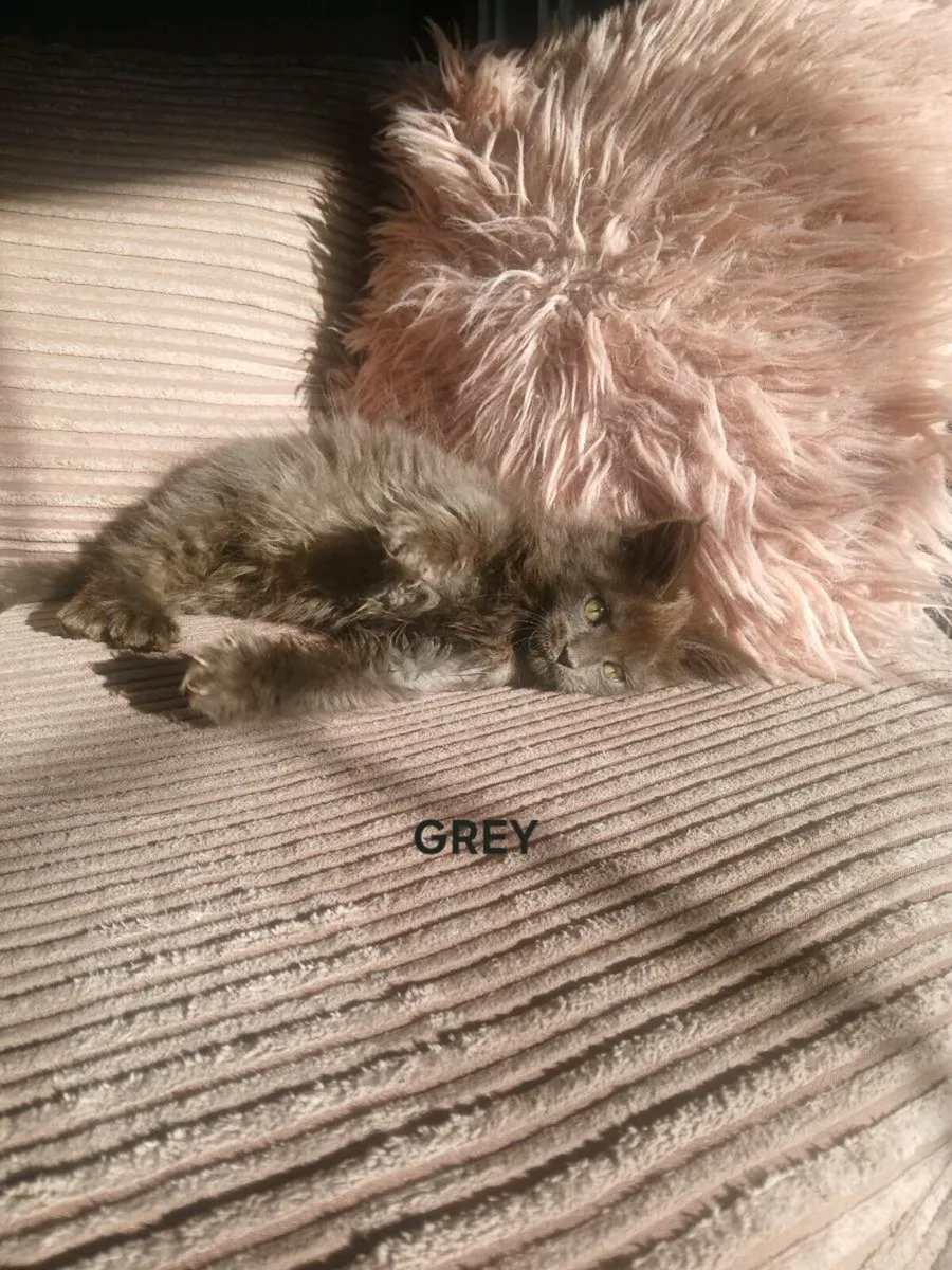 3 female Maine coon kittens remaining - Image 3